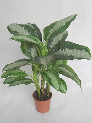 Aglaonema Pattaya